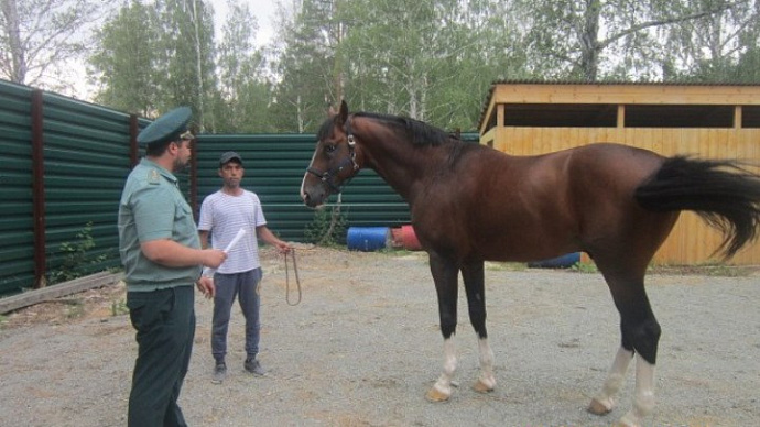 В Екатеринбурге элитные лошади из Узбекистана прошли таможню прямо в конюшне