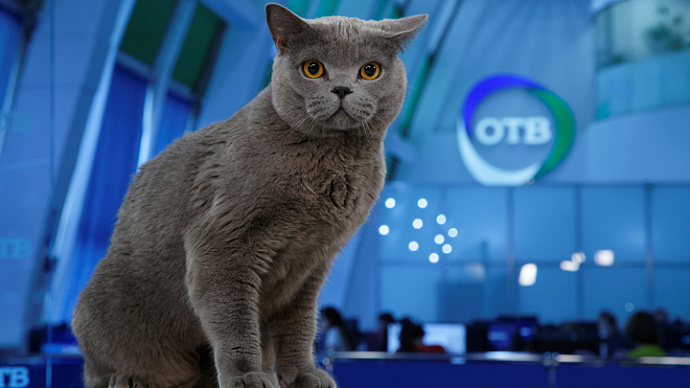 Котики ОТВ поздравляют всех с российским Днём кошек