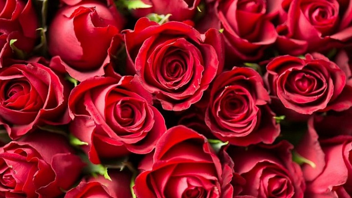 Зараженные трипсом розы из Словакии уничтожили в Екатеринбурге