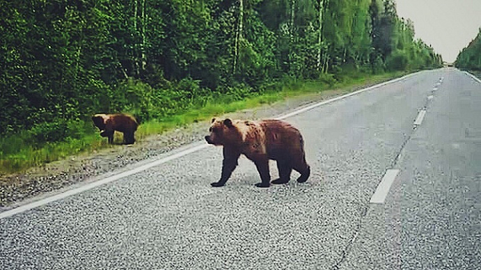 Медведи перекрыли трассу на севере Свердловской области