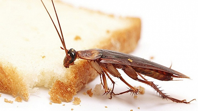 Нашествие тараканов на уральский детсад