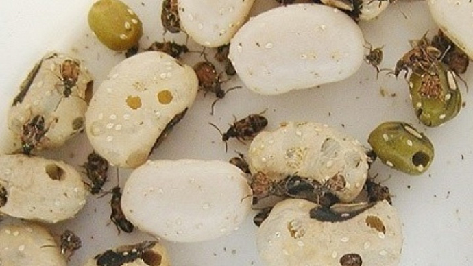 Из Узбекистана на Средний Урал привезли бобы с жуками