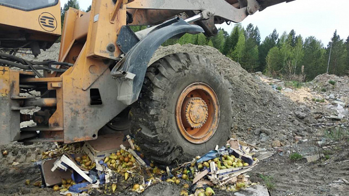 Под Екатеринбургом бульдозер уничтожил более тонны нелегальных груш