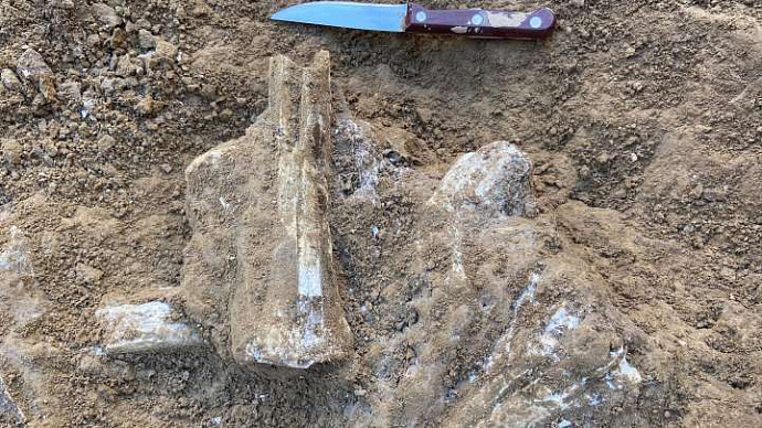 Уральские учёные нашли в Таджикистане кости возрастом 2,5 млн лет