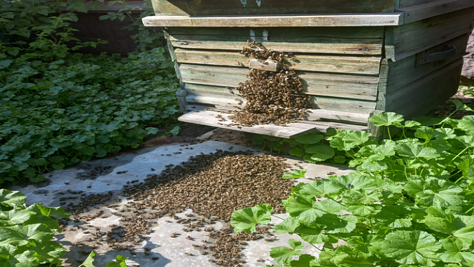 Тысячи пчел погибли в Пышминском районе 