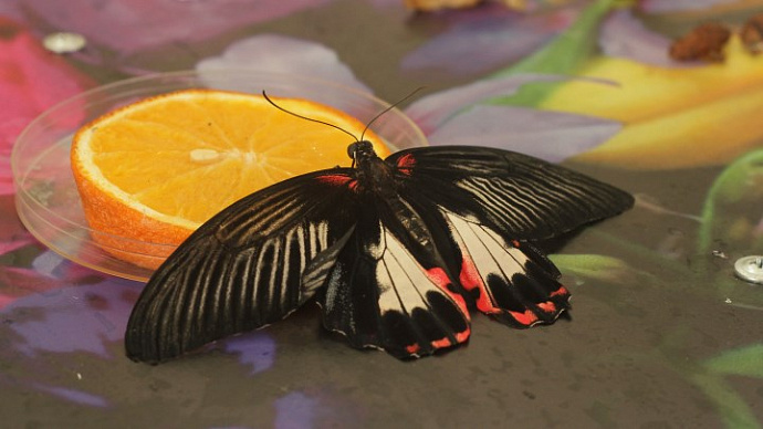 В Екатеринбургском зоопарке впервые открылся «Парк бабочек»