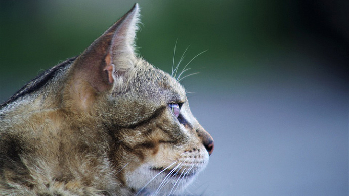 Живодёра из Сухого Лога будут судить за убийство кошек