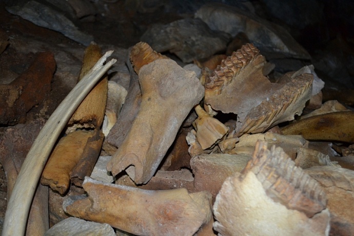 Крупнейшее в Азии логово пещерных гиен обнаружили уральские палеонтологи