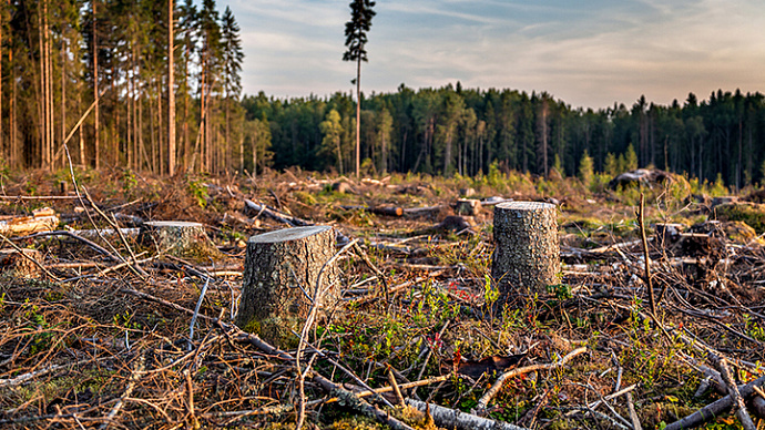 На вырубку деревьев для трассы Казань – Екатеринбург потратят 1 млрд рублей