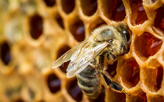 Тысячи пчел погибли из-за распыления химикатов