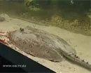 Подводный рекорд