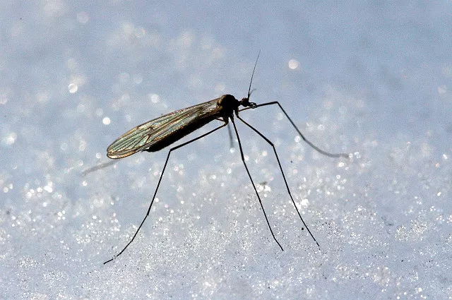Нашествие зимних комаров: насекомые на Алтае вышли из спячки