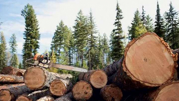 Шестеро жителей Сысерти нарубили леса на более 80 млн рублей